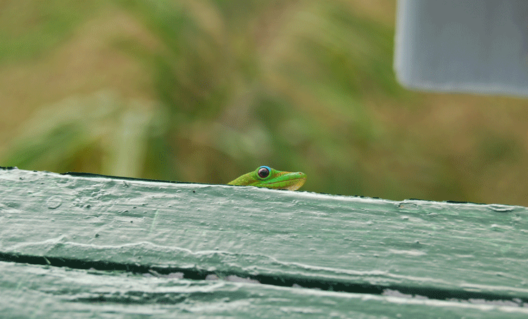 doubting gecko